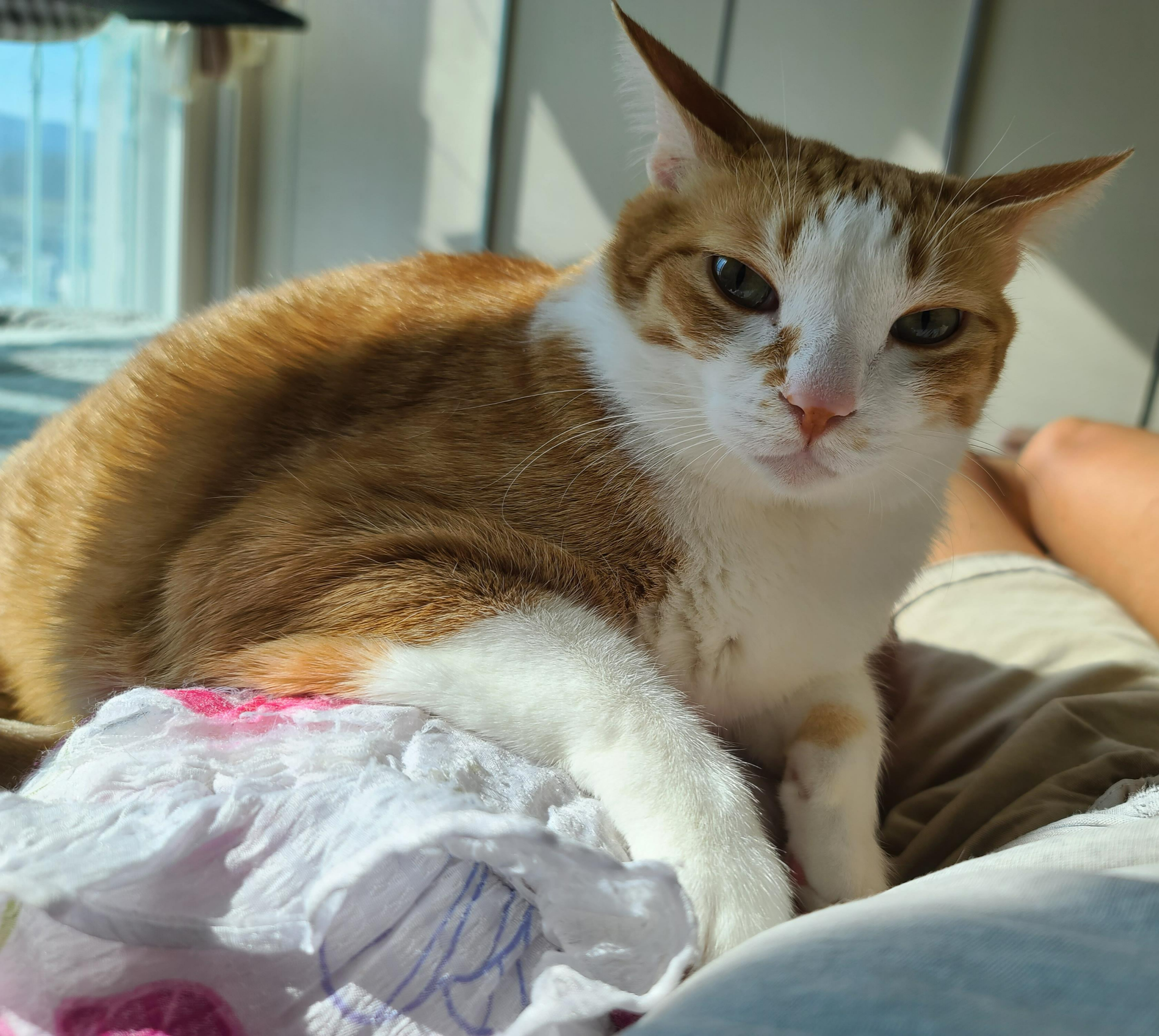 햇살 좋은 아침 고양이들과 모닝인사