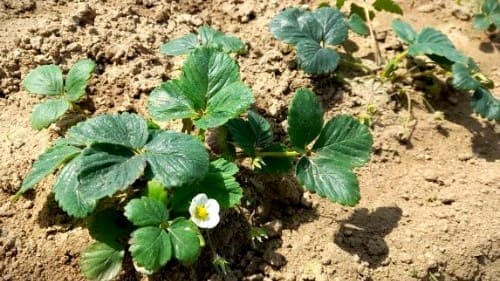 딸기재배법-딸기꽃-피는시기-개화시기-꽃눈분화-휴면-타파