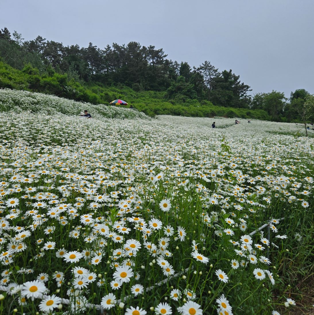 부안 변산 마실길 샤스타데이지