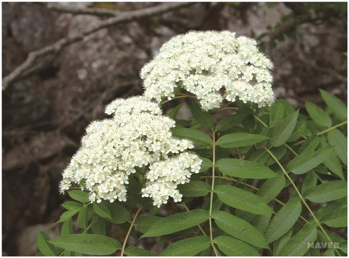 마가목의 다재다능함을 확인해보세요! 어떤 증상에 효과가 있을까요?