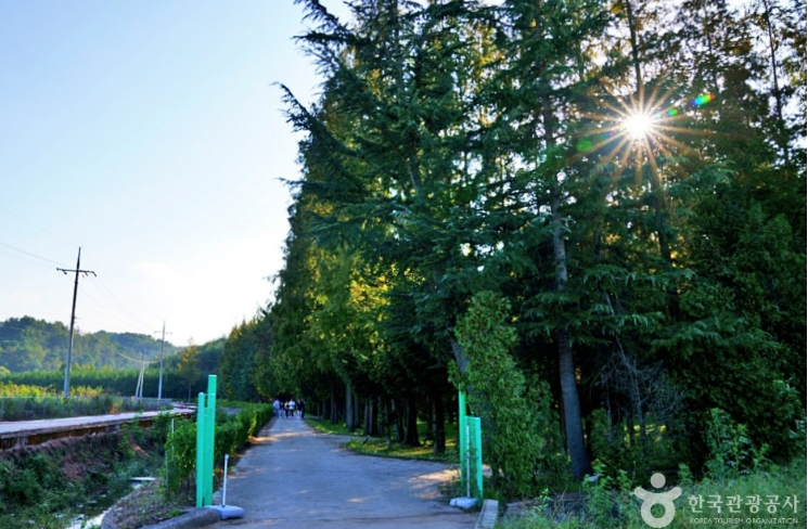 나는솔로 18기 촬영지 메타세콰이어 숲길 연인과 함께 가보기