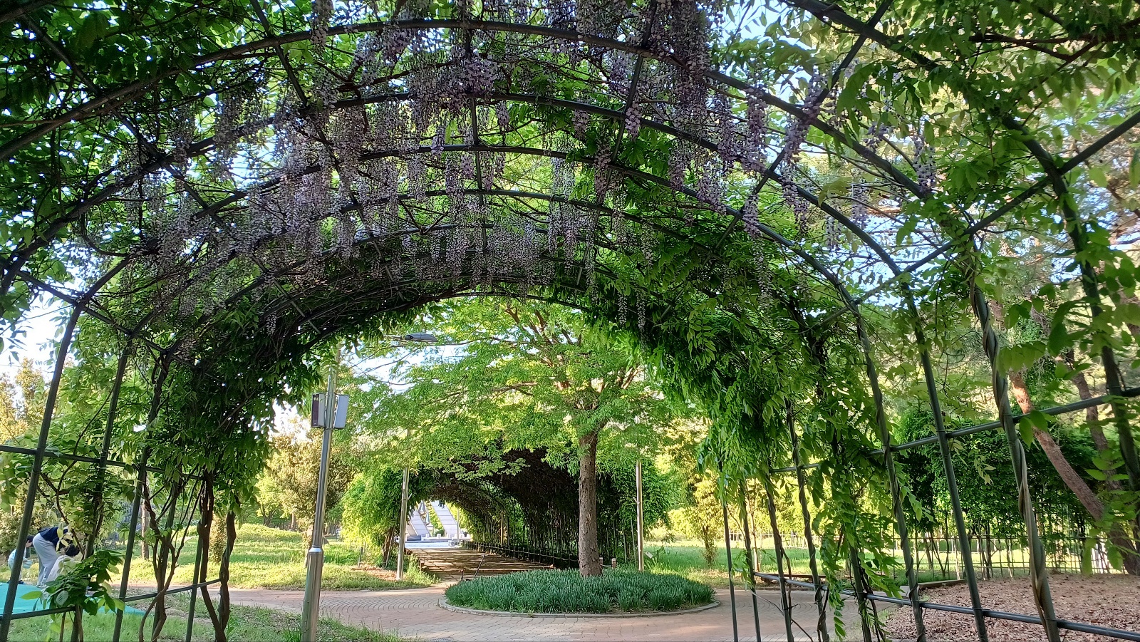 밀양댐 생태공원 등나무꽃4