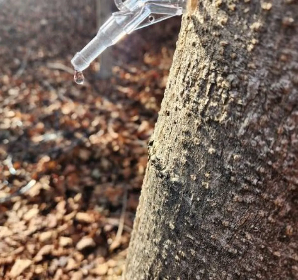 고로쇠 나무 이미지