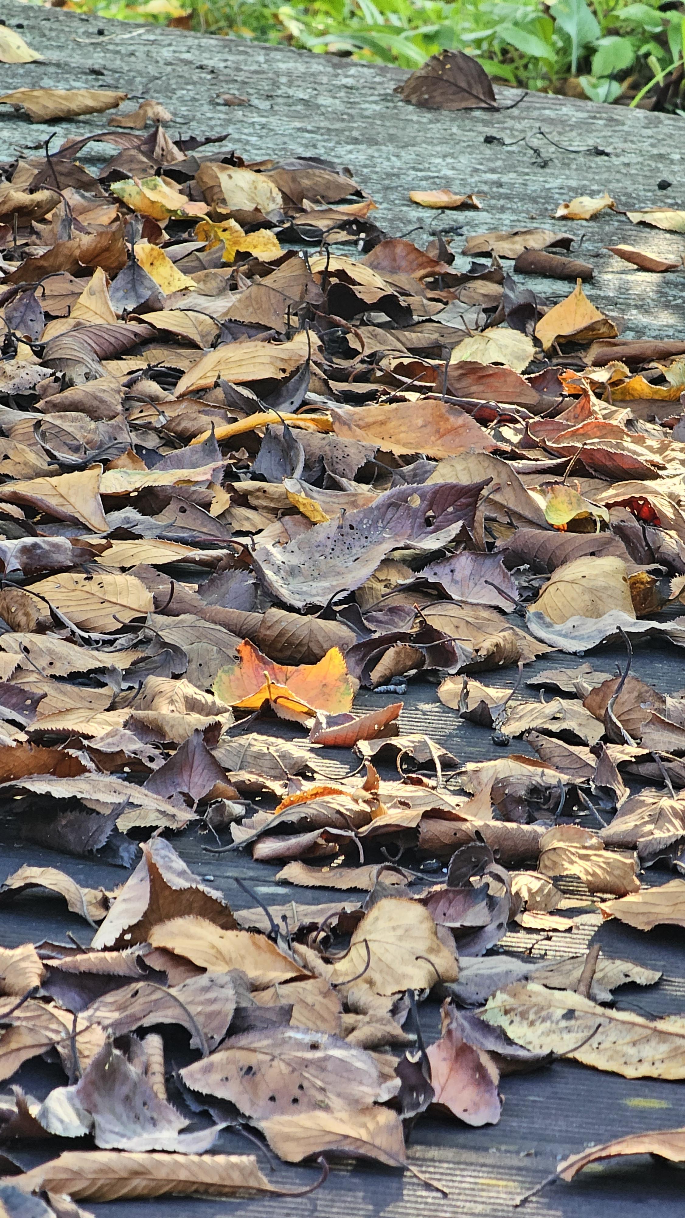 대아수목원 낙엽