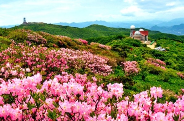 단양 소백산철쭉