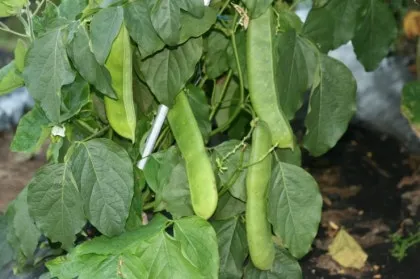 작두콩 재배 지지대 설치 덩굴 유인 건조 보관_3