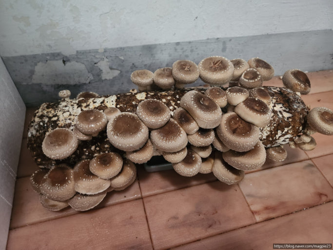 가을 환절기 면역력 높이는 음식 7가지 &ndash; 감기 걸리기 전 꼭 챙기세요! 관련 사진