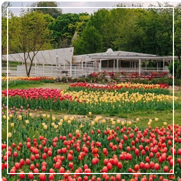 피나클랜드 튤립 이미지 출처: 피나클랜드 홈페이지