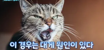 고양이 수다스러운 이유 7가지 행동 심리_6