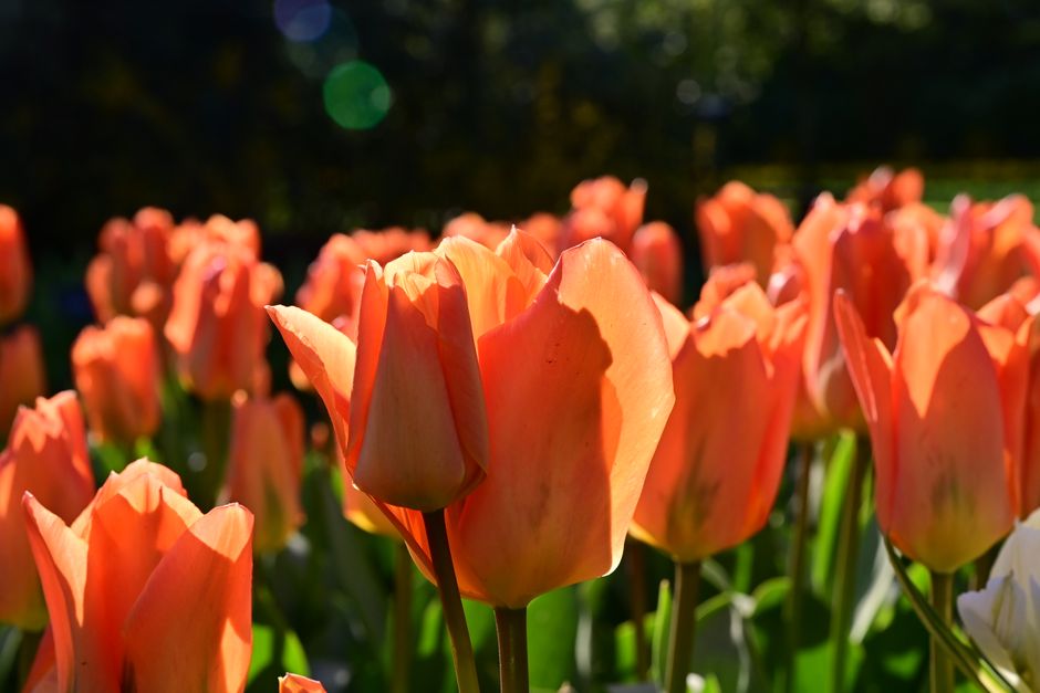 Vibrant orange tulips basking in sunlight at a garden in Lisse, Netherlands.