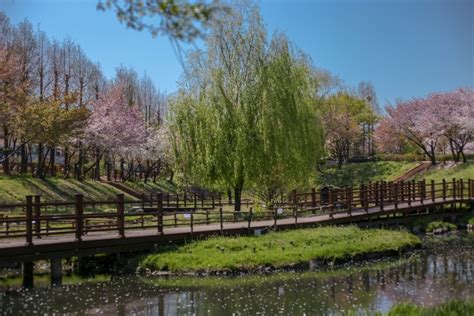 2025년 인천 벚꽃 명소 추천: 부평구 숨은 벚꽃길 여행