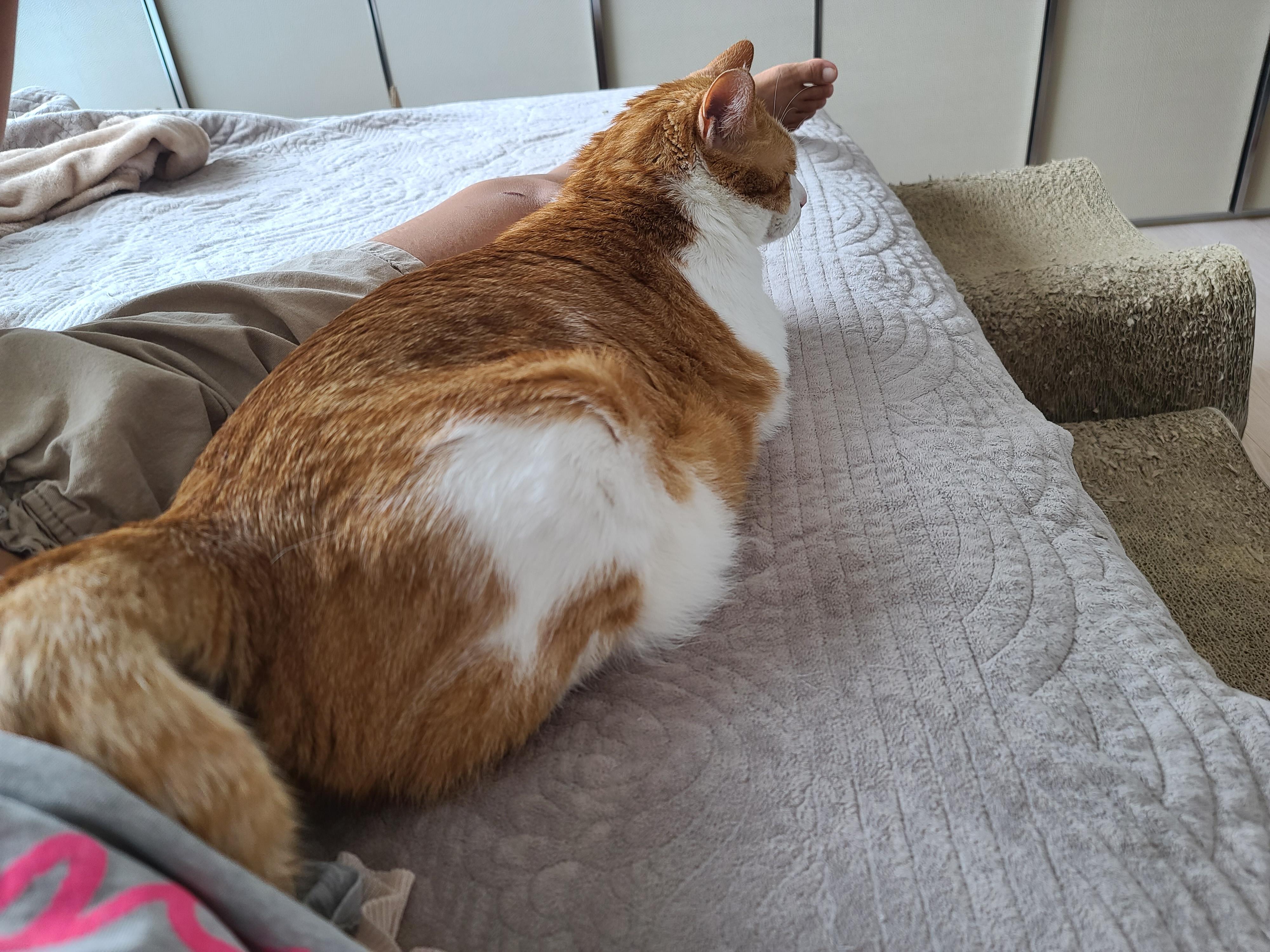 내가 침대에 누우면 우리 고양이들은..(feat.아들삼총사)