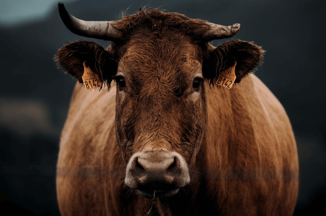 장수 한우랑 사과랑축제