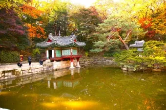 창덕궁 봄 꽃 개화 시기 근처 맛집 10선_19