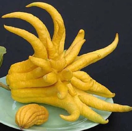 향이 독특한 과일, 불수감(佛手柑) &mdash; 효능부터 맛, 먹는법, 차만드는 법까지