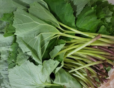 머위가 펼쳐진 모습