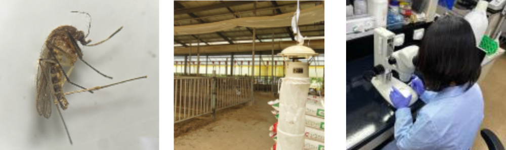 경북도 일본뇌염 매개 ‘작은빨간집모기’올해 첫 확인