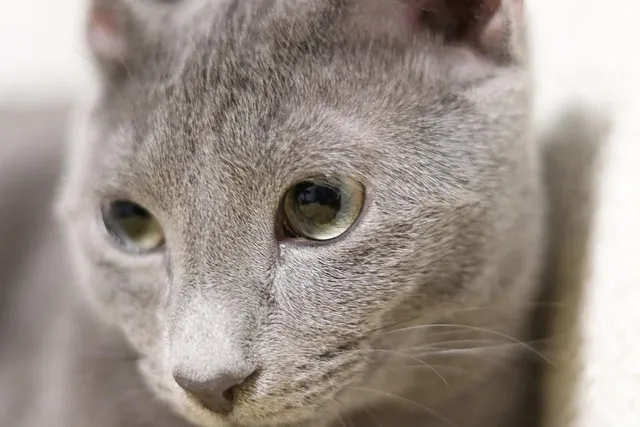 러시안블루 고양이 가격 믹스 수명 털빠짐_8
