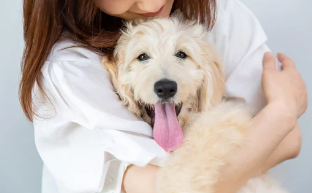 강아지/출처:어도비스톡