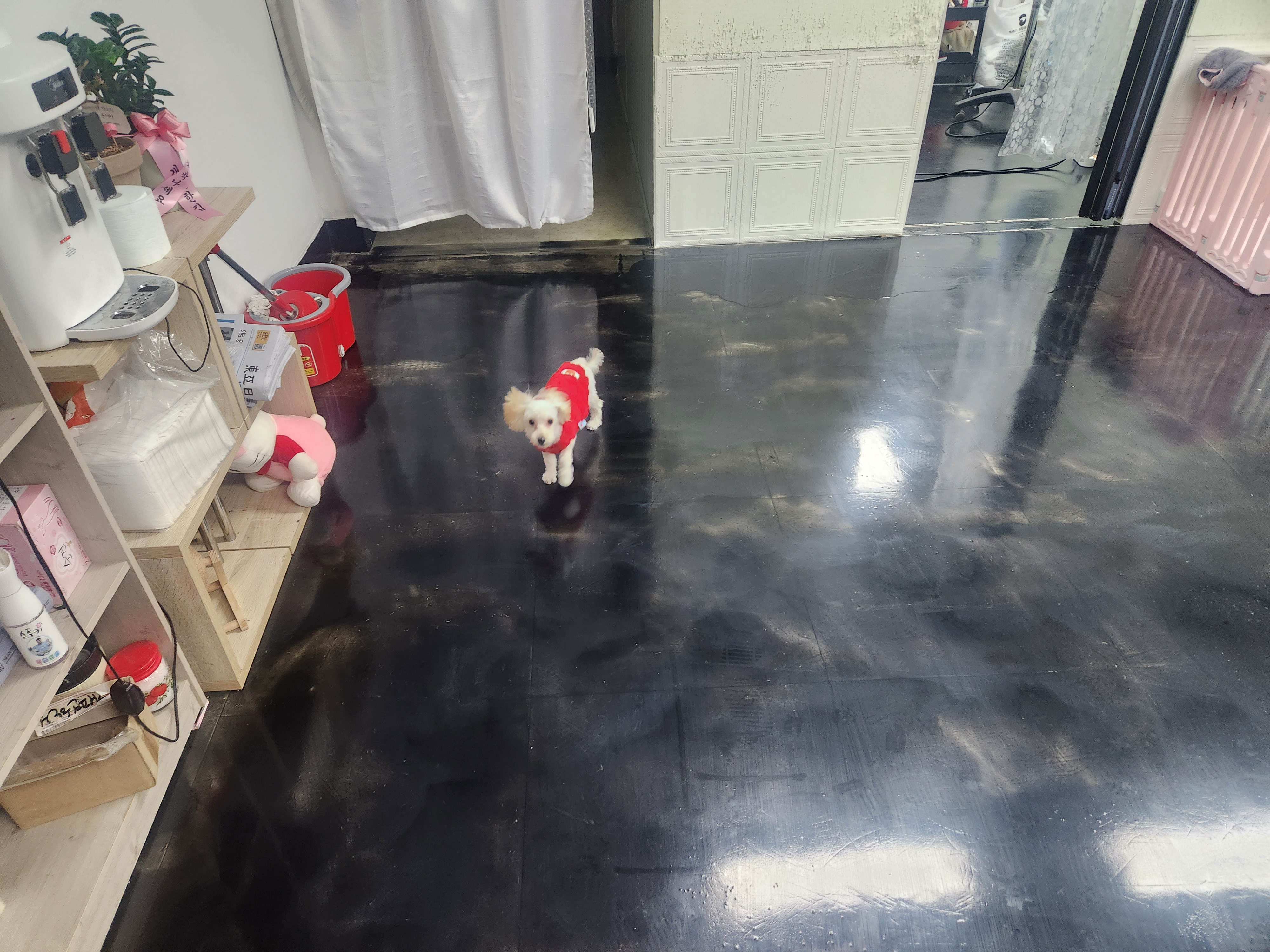 애견 미용실 개편한집