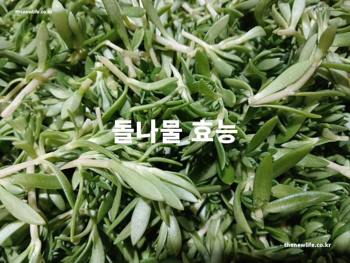 돌나물 효능 대표 실사진