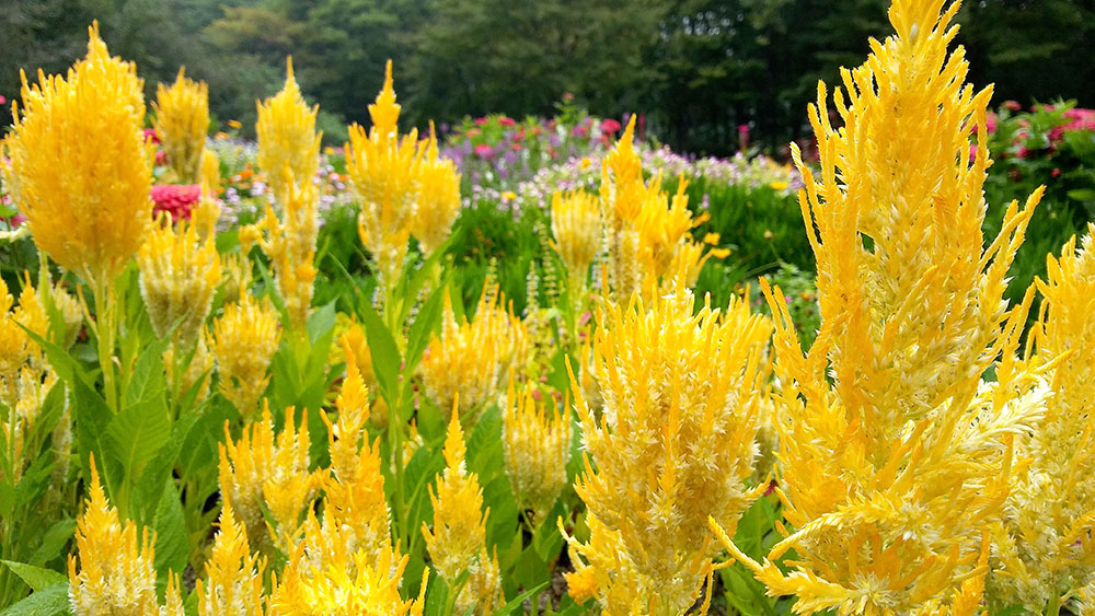 서울둘레길 4코스 대모산&middot;우면산 꽃