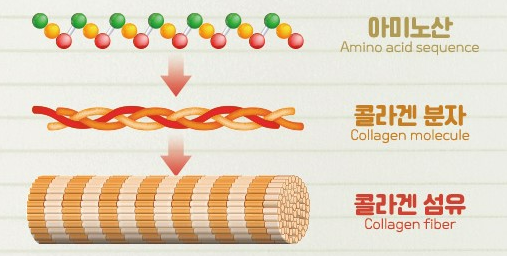 콜라겐의 효능(2)