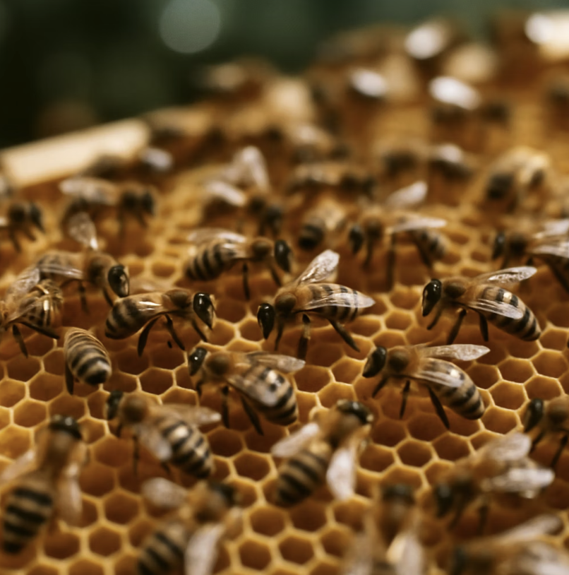여왕벌, 일벌, 수벌… 경이로운 꿀벌 사회의 계급과 역할 완벽 정리