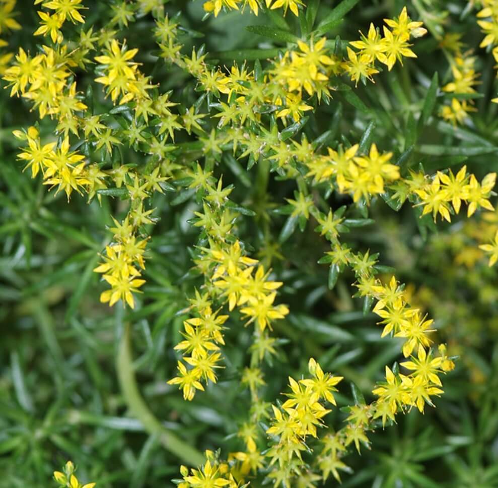 물 자주 안 줘도 잘 자라는 식물