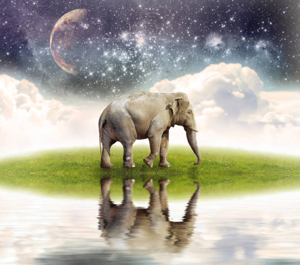 코끼리 꿈 해몽