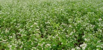 메밀 재배 파종 적기 배수 관리 비료 절감 요령_9