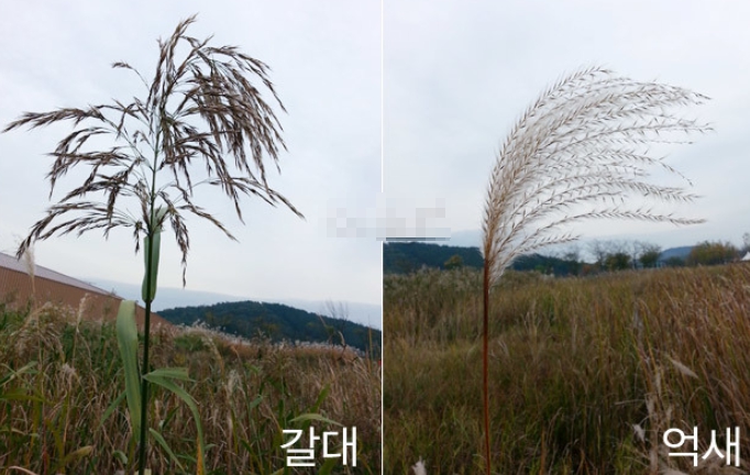가을에 피는 꽃 종류 갈대-갈대랑 억새