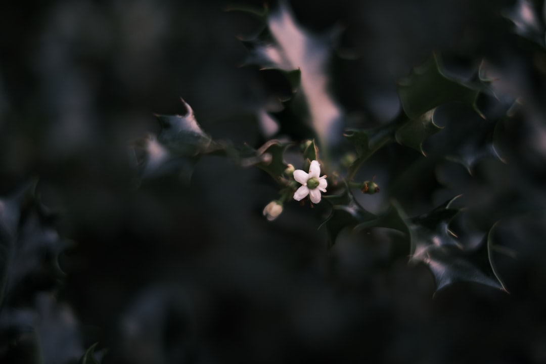 Effect
