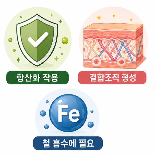 비타민 C가 항산화 작용과 결합조직 형성, 철 흡수에 필요한 영양소임을 보여주는 그림