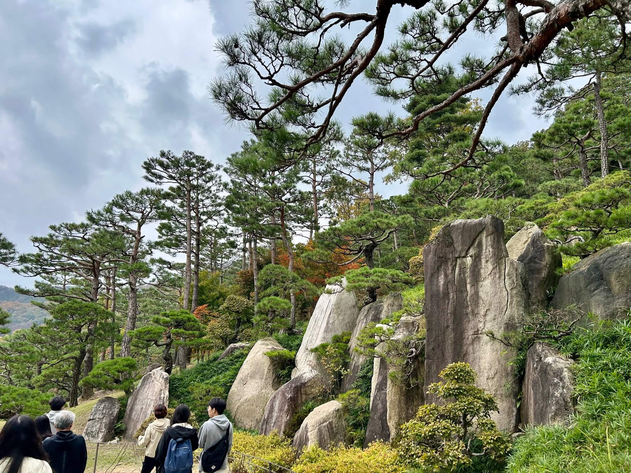 2024년 화담숲 10월 말 가을 단풍 소나무 정원2