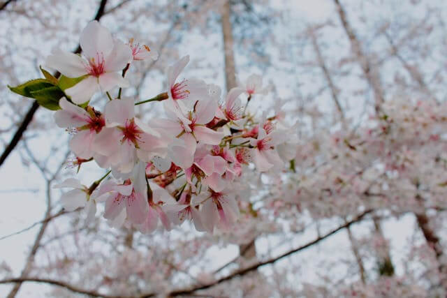 벚꽃