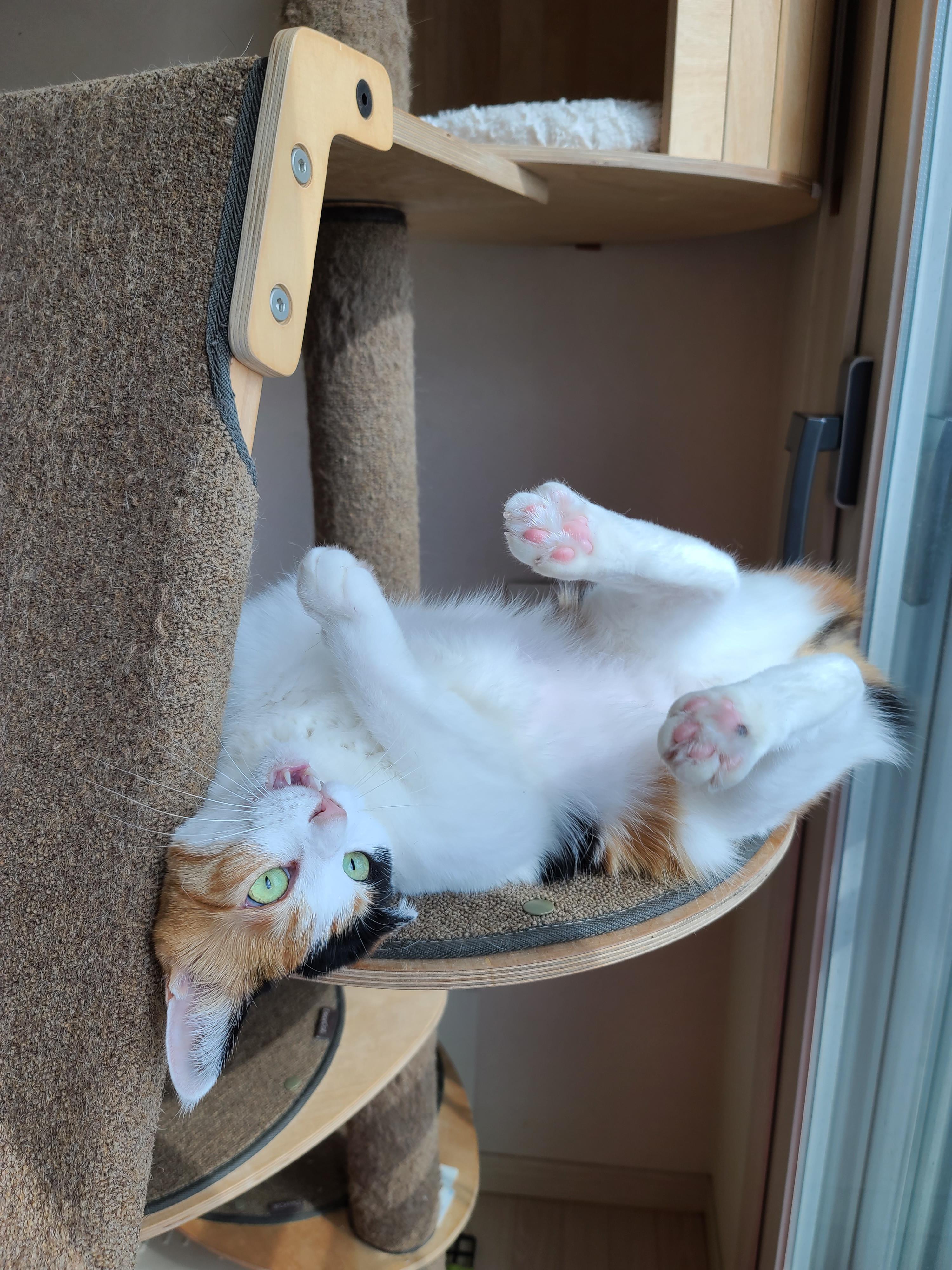 귀여운 아기맹수 사차원고양이