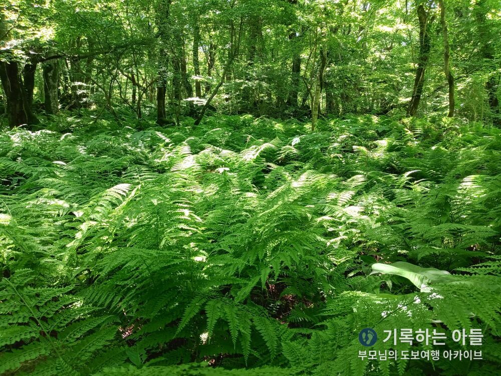 교래자연휴양림 양치고사리 군락