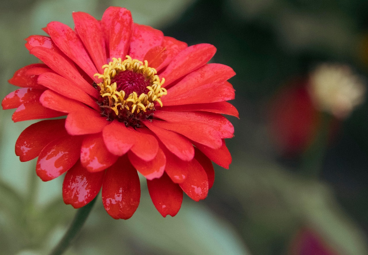 안동 병산서원 배롱나무 꽃