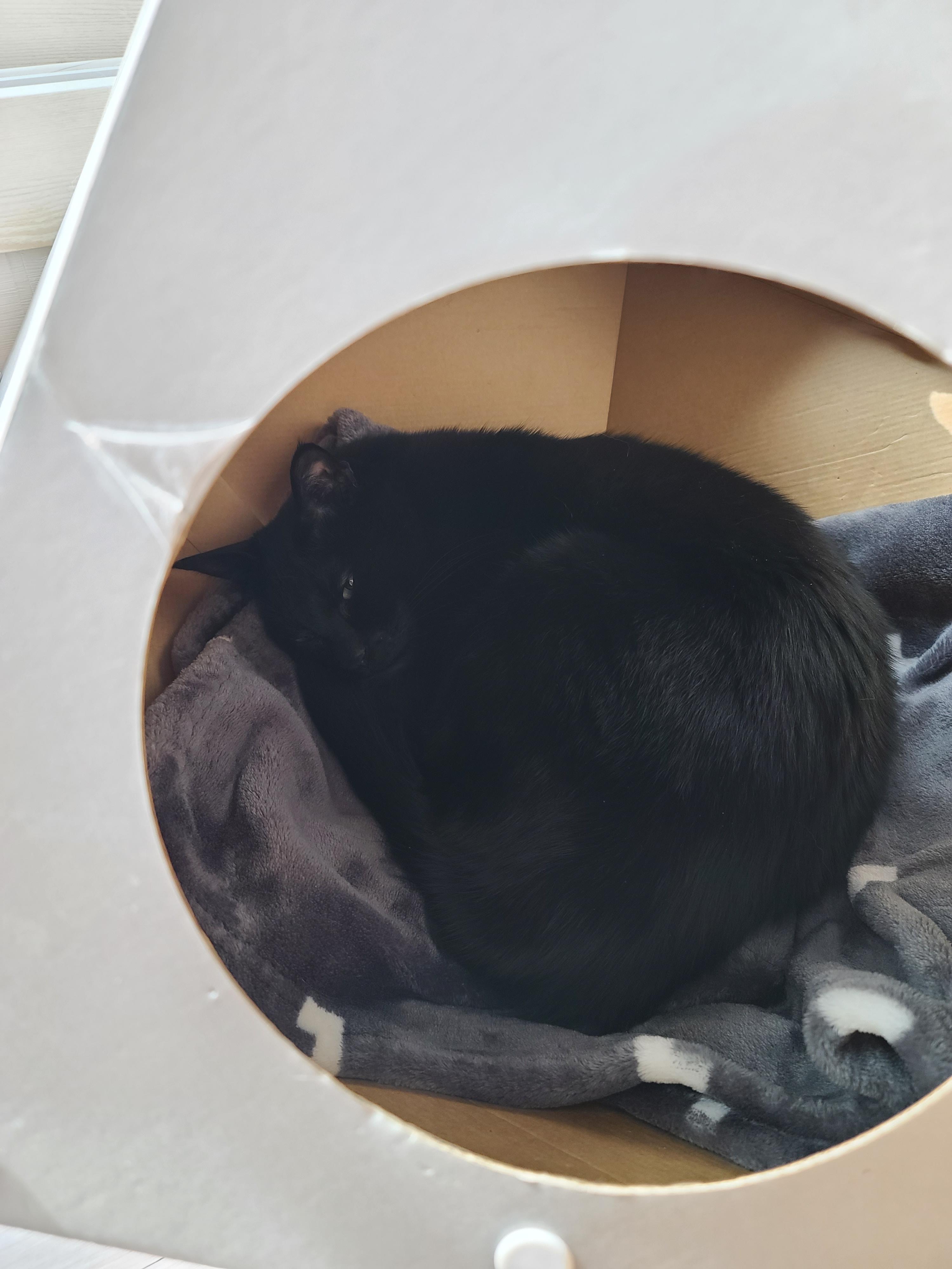 우리집 고양이들에게 전기장판은 선택이 아닌 필수! 보일러가 고장난 3일동안 아홉냥이들은...