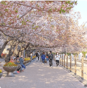 2024년 벚꽃축제 ; 석촌호수 벚꽃축제&#44; 여의도 벚꽃축제&#44; 청풍호 벚꽃축제&#44; 경포호 벚꽃축제&#44; 이월드 벚꽃축제&#44; 진해군항제 벚꽃축제