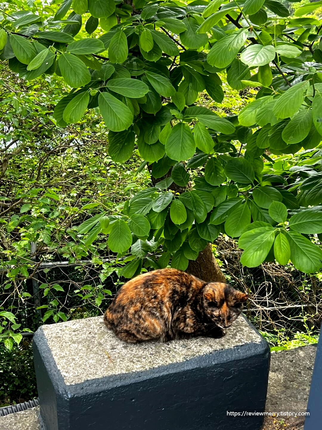 등대가는 길 고양이