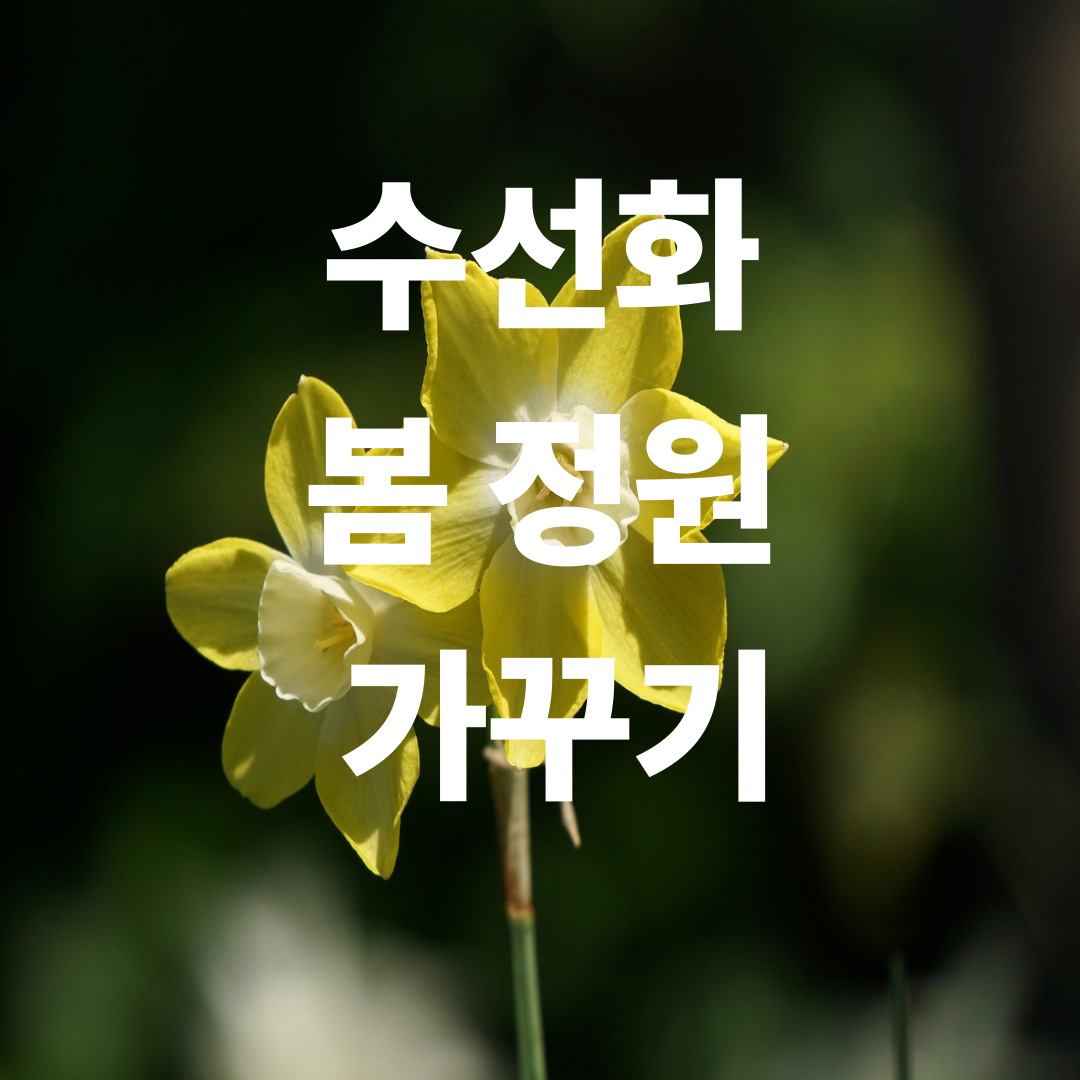 봄 노란 꽃밭 만드는 법! 수선화 구근 심는 시기와 깊이 총정리