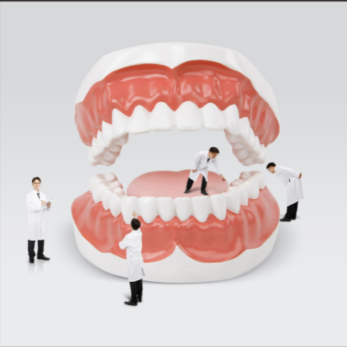 틀니 모형