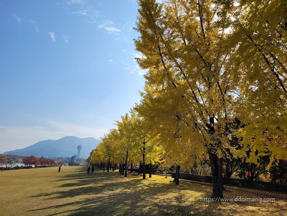 노란 은행나무 행렬