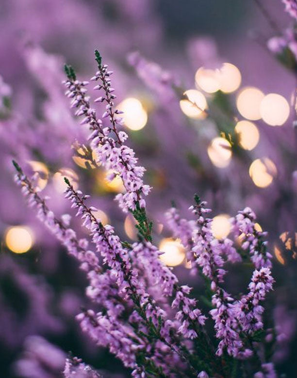 alt="크리스찬 향수"