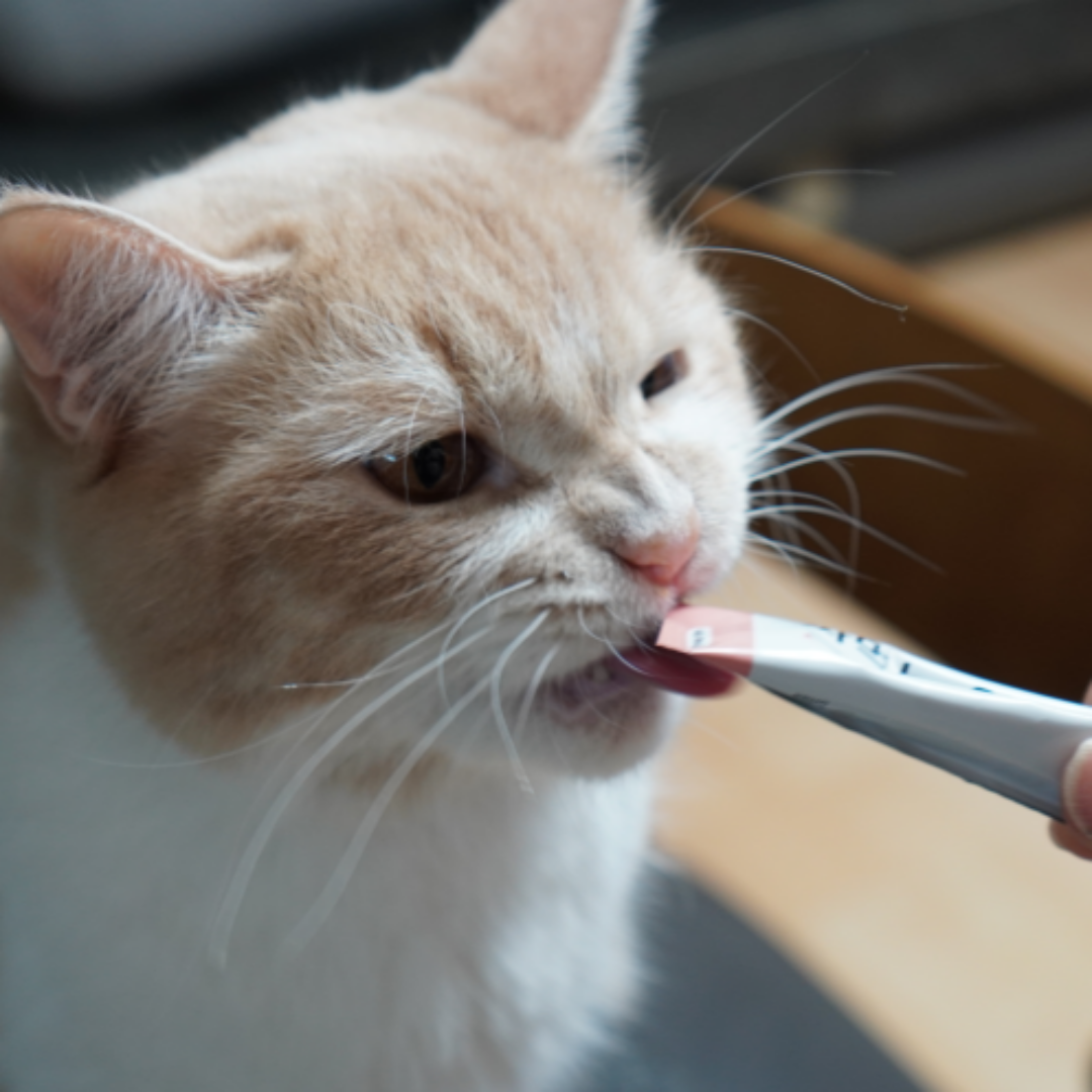 고양이 탈수 &amp; 수분보충6