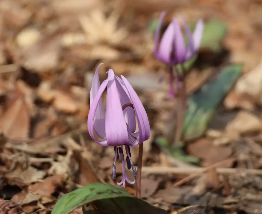 일월수목원-입장료-주차요금-관람시간