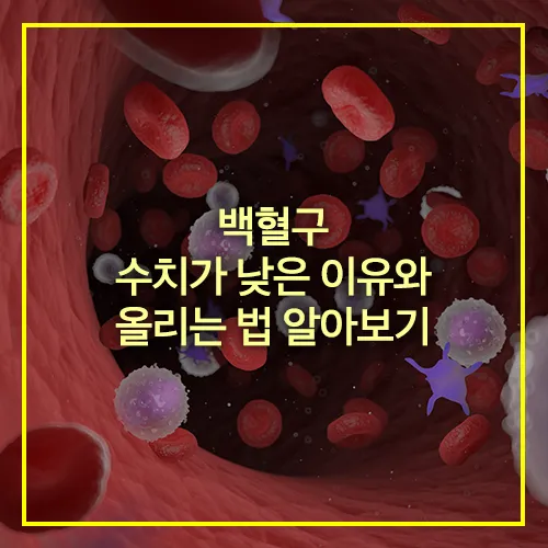 3D 렌더링된 백혈구 일러스트