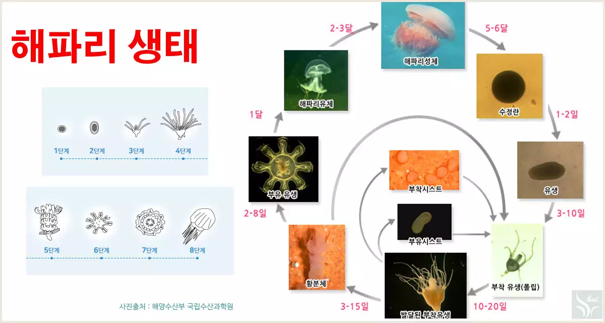 해파리 생태